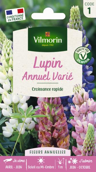 Fleurs - Lupin Annuel Varié - face recto